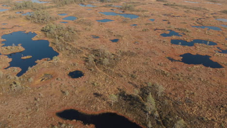 vista aérea del pantano con pequeños pinos y estanques en el pantano de pilka, letonia