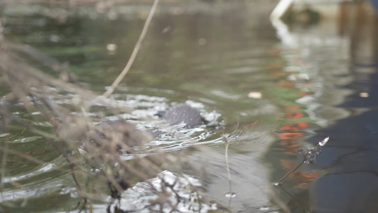 강둑에서 헤엄쳐 나온 야생 밍크는 먹이를 움켜쥐고 돌아옵니다.