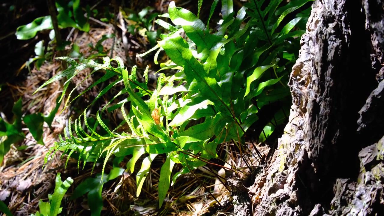 Bregneplante som soler seg i sollys, svaier i en lett bris i en skog i Wellington, New Zealand Aotearoa.