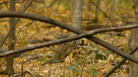 Tiny-little-energetic-bird-jumping-sideways-on-bent-branch-before-flying-out-of-frame,-fall-colors-in-background