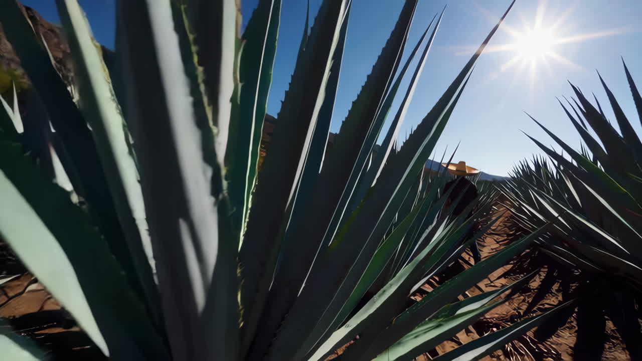 Agave Farm Worker