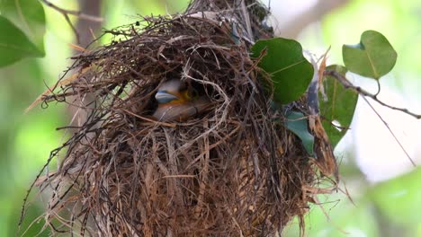 Der-Silberbrust-breitschnabel-Ist-Ein-Berühmter-Vogel-In-Thailand,-Sowohl-Lokal-Als-Auch-International