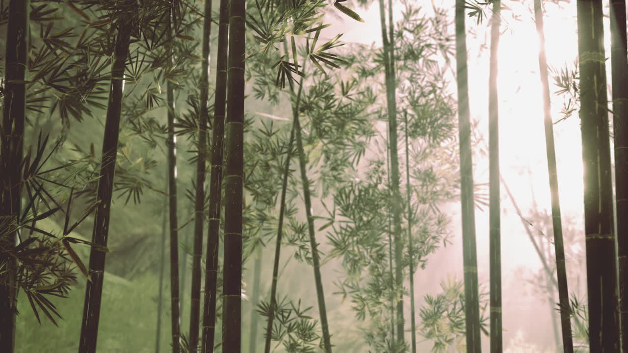 naturaleza fresca y verde bosque tropical de bambú