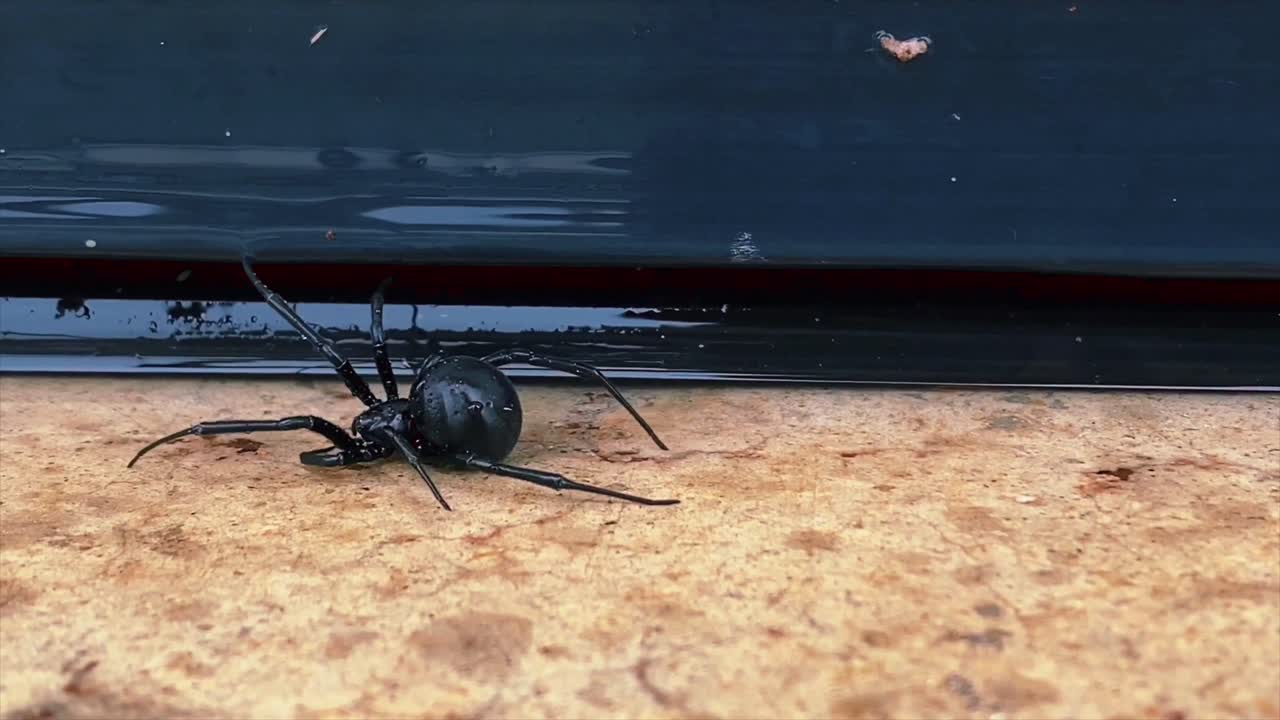 Araña viuda negra arrastrándose por el suelo frente a la puerta del garaje.