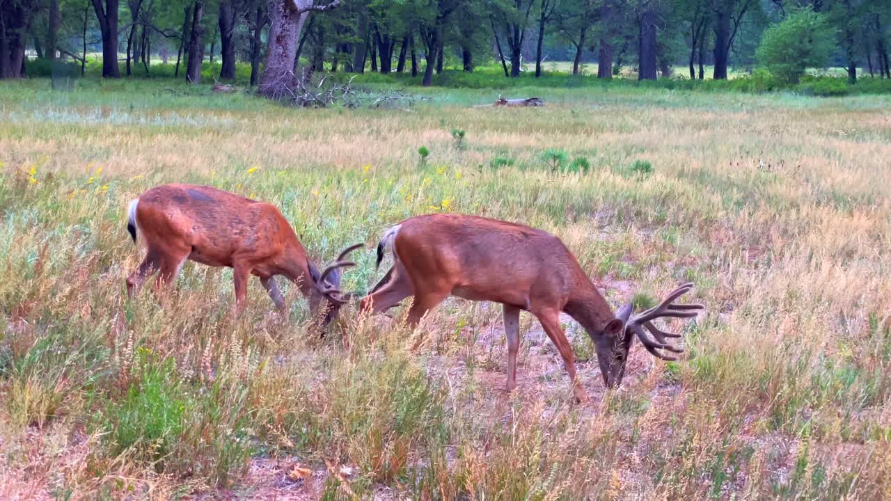 ciervos vagando por el valle de yosemite, durante el verano de 2021, en california, estados unidos