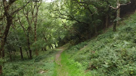 Establishing-Forest-Downward-Path-Aerial-Shot