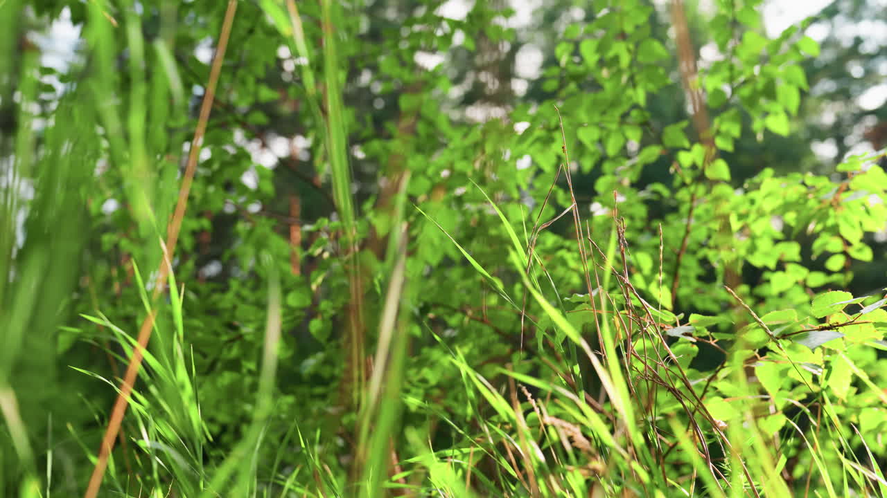 Breeze softly moving through lush green leaves and tall grass under warm sunlight, capturing peaceful motion, vibrant forest atmosphere, freshness of nature, and calm energy of early summer day