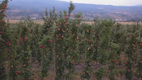 dolly shot along rows of small apple trees full of ripe apples