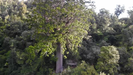 drone-rising-shot-showing-a-square-kauri-tree-in-the-sun,-coromandel,-New-Zealand