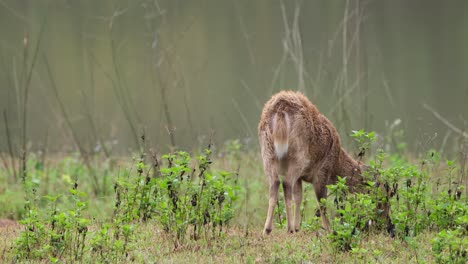 Indischer-Schweinehirsch,-Hyelaphus-Porcinus,-Thailand