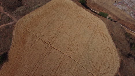 aerial view of a wheat field with crop circles