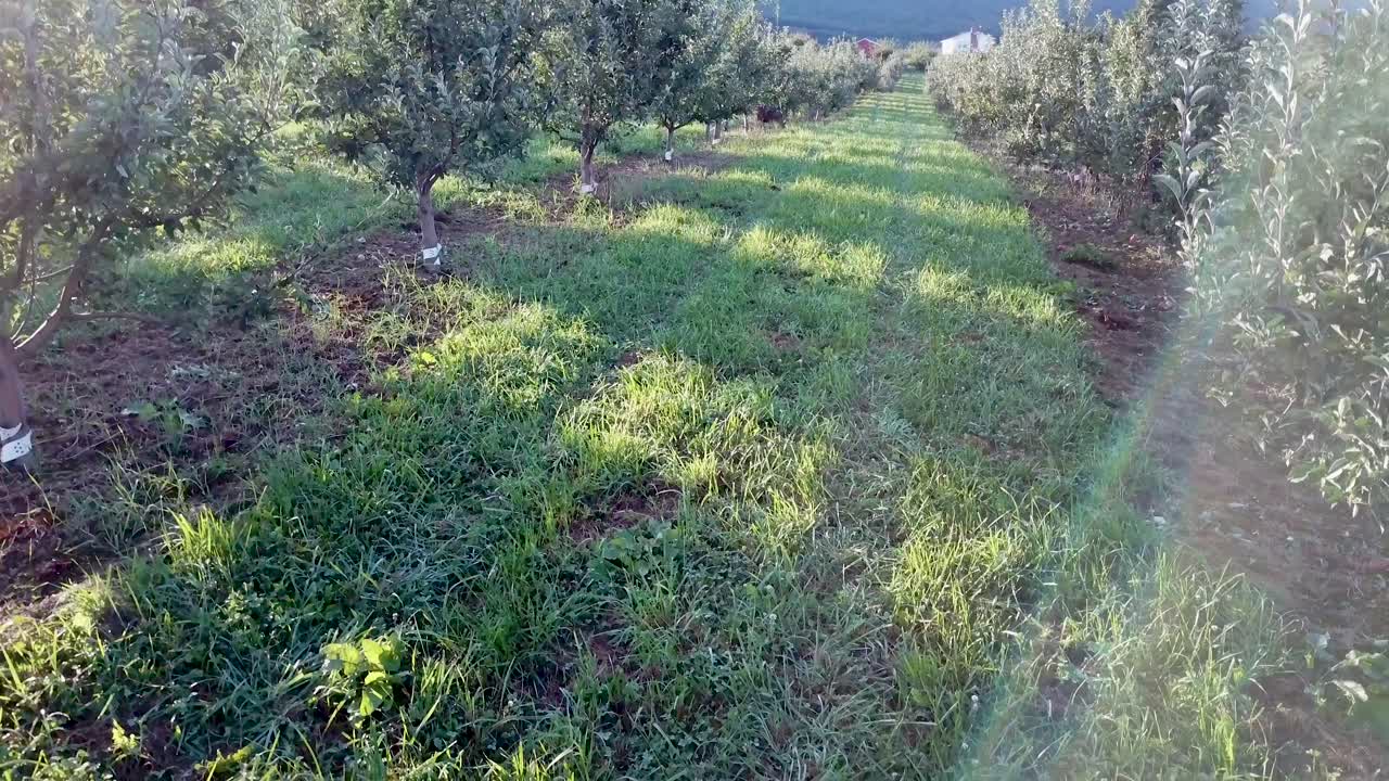 An orchard with rows of trees and grass