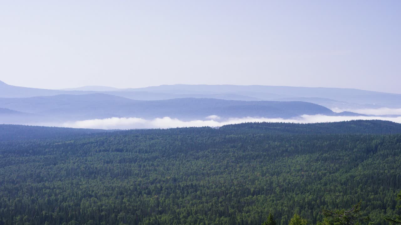 숲 이 있는 안개 가 가득 한 산맥