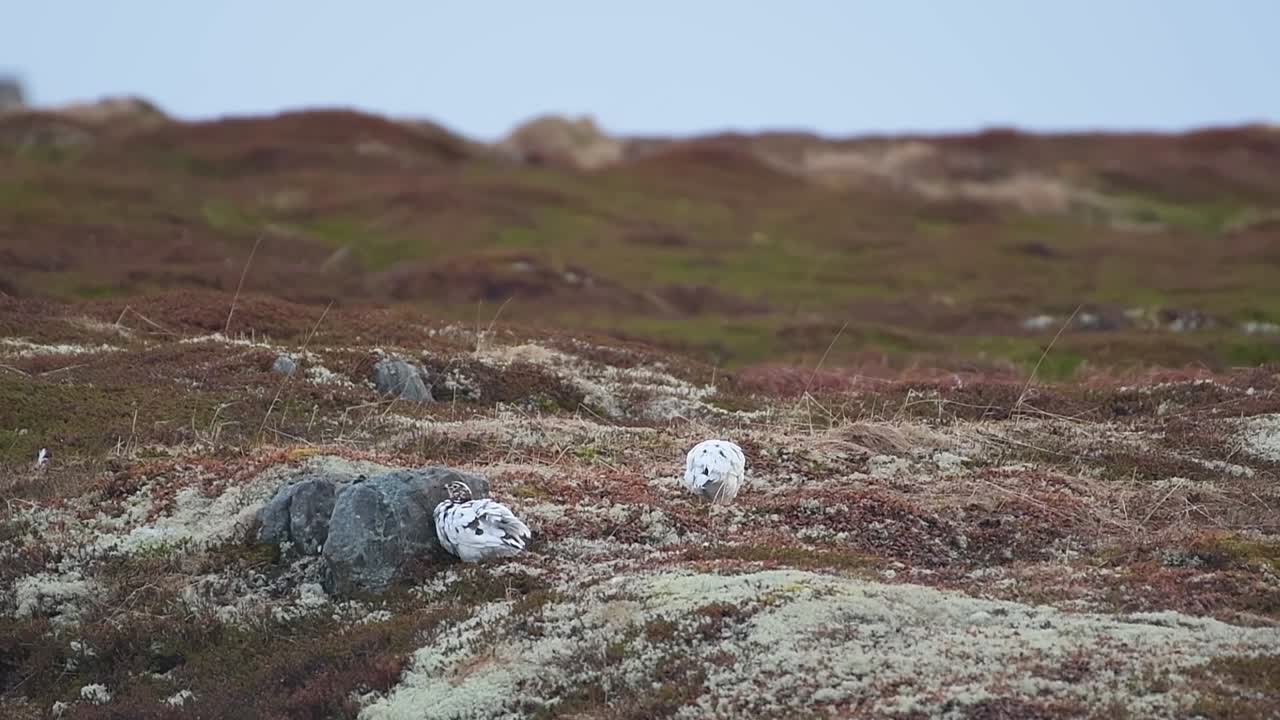 Dalrip i det nordlige Norges dyreliv i vintertundraen