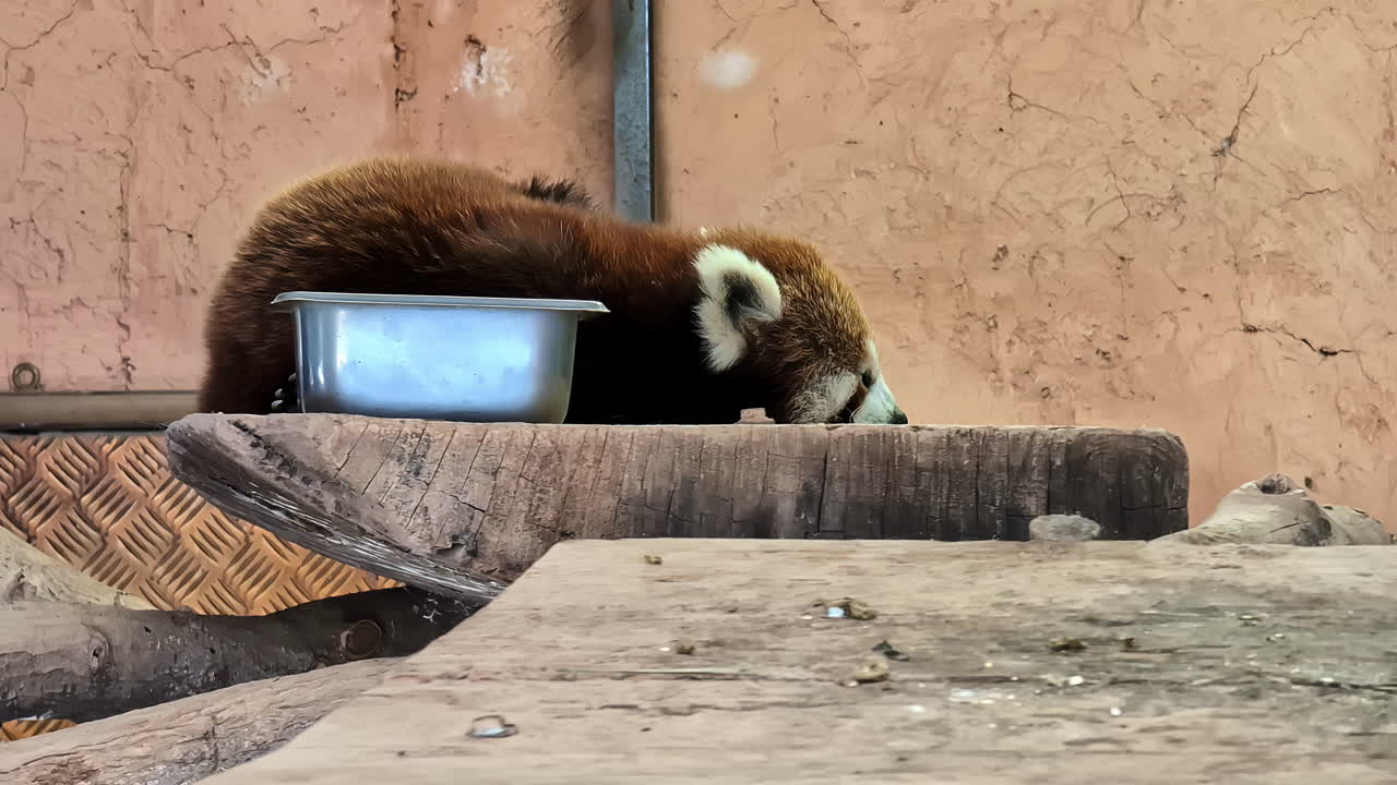 panda rojo descansando en un recinto del zoológico