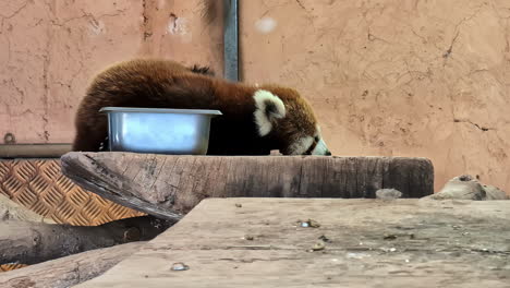 Roter-Panda-Ruht-In-Einem-Zoogehege