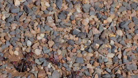 Bull ants exit nest hole in gravel, natural daylight, static camera, close-up macro perspective