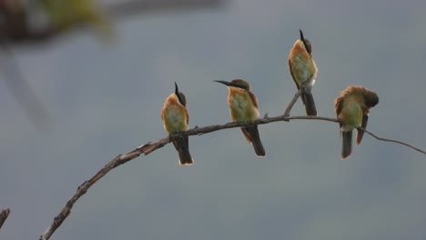 abejarucos en la zona del estanque - relajante