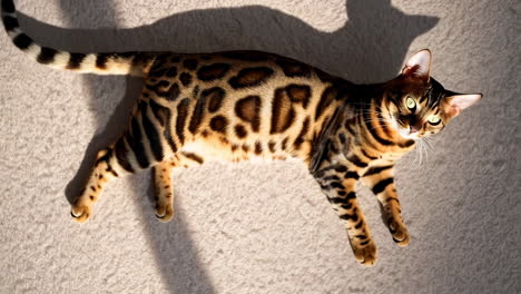 bengal cat resting on a light carpet in sunlight