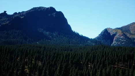 Panorama-Del-Bosque-De-Conos-En-Las-Montañas