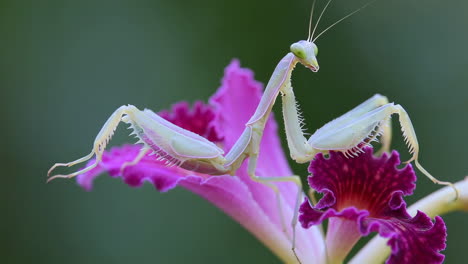 praying mantis on orchid