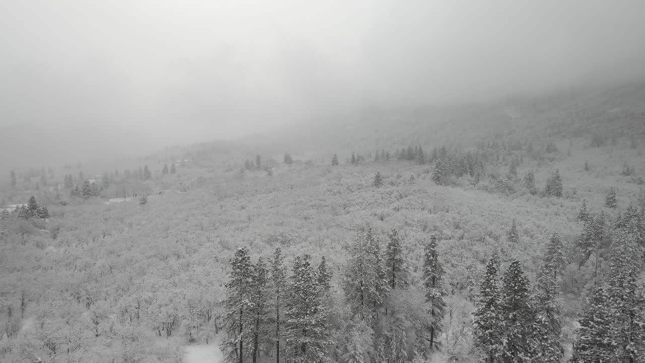 Drone shot of forested winter landscape