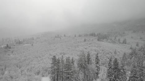 tiro de drone del paisaje invernal boscoso
