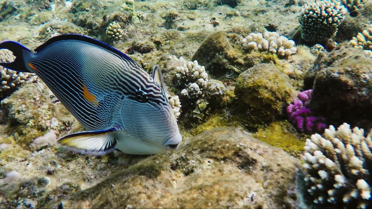 Pesci esotici nella zona della risacca 2