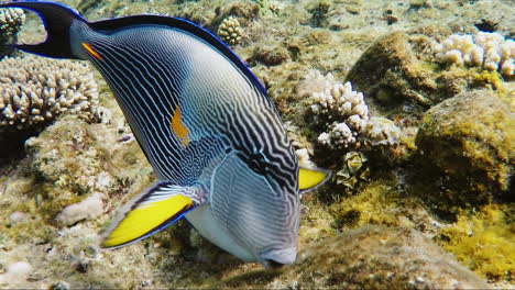 peces exóticos en la zona de surf 2