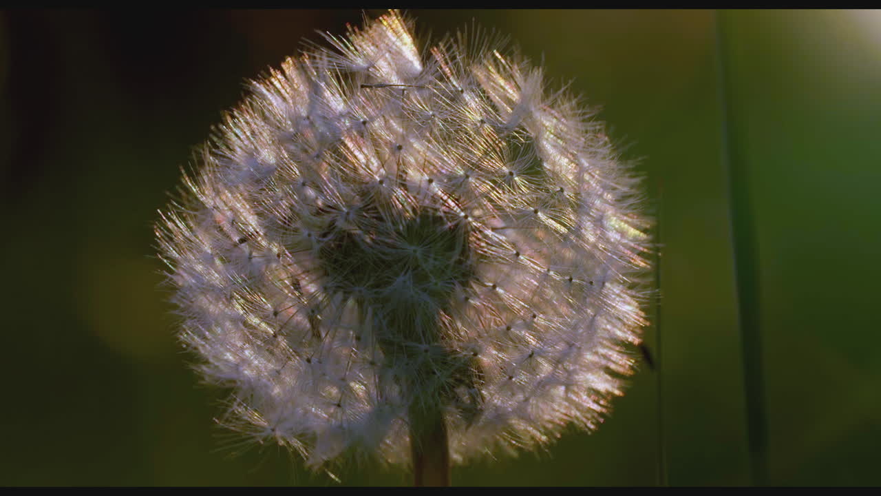 primer plano de una cabeza de semilla de diente de león
