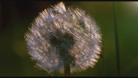 close-up of a dandelion seedhead