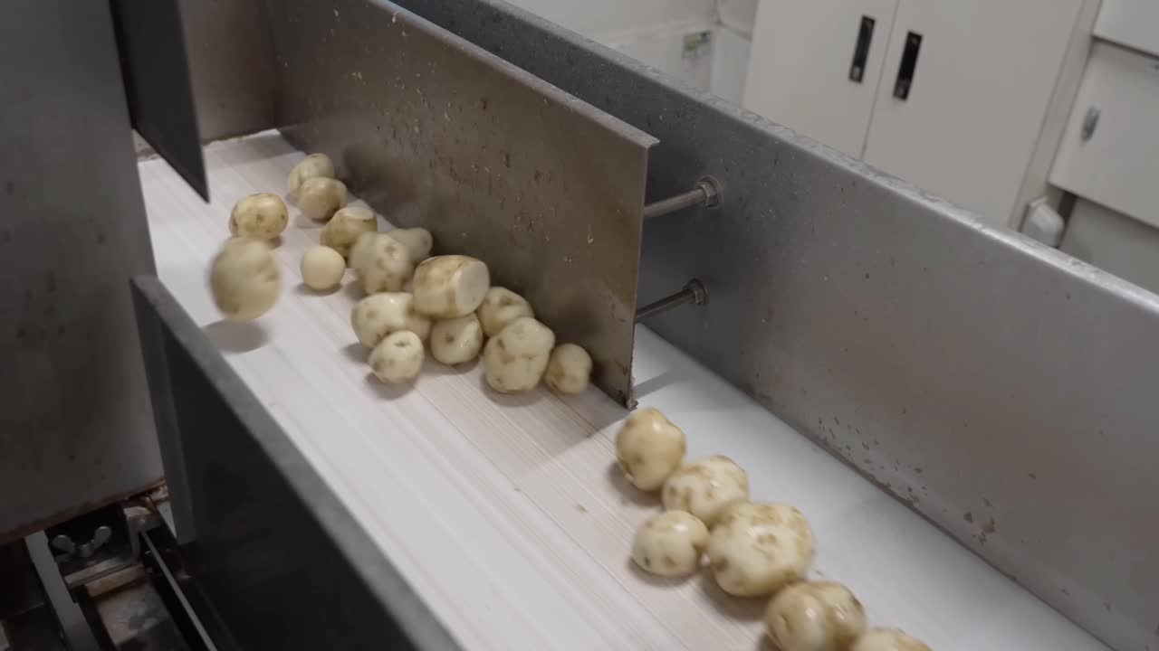 The potatoes are moving on a conveyor. The potatoes have been peeled