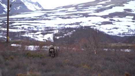 El-Buey-Almizclero-Salvaje-Rasca-La-Piel-De-Un-Abedul-En-La-Cordillera-De-Dovrefjell