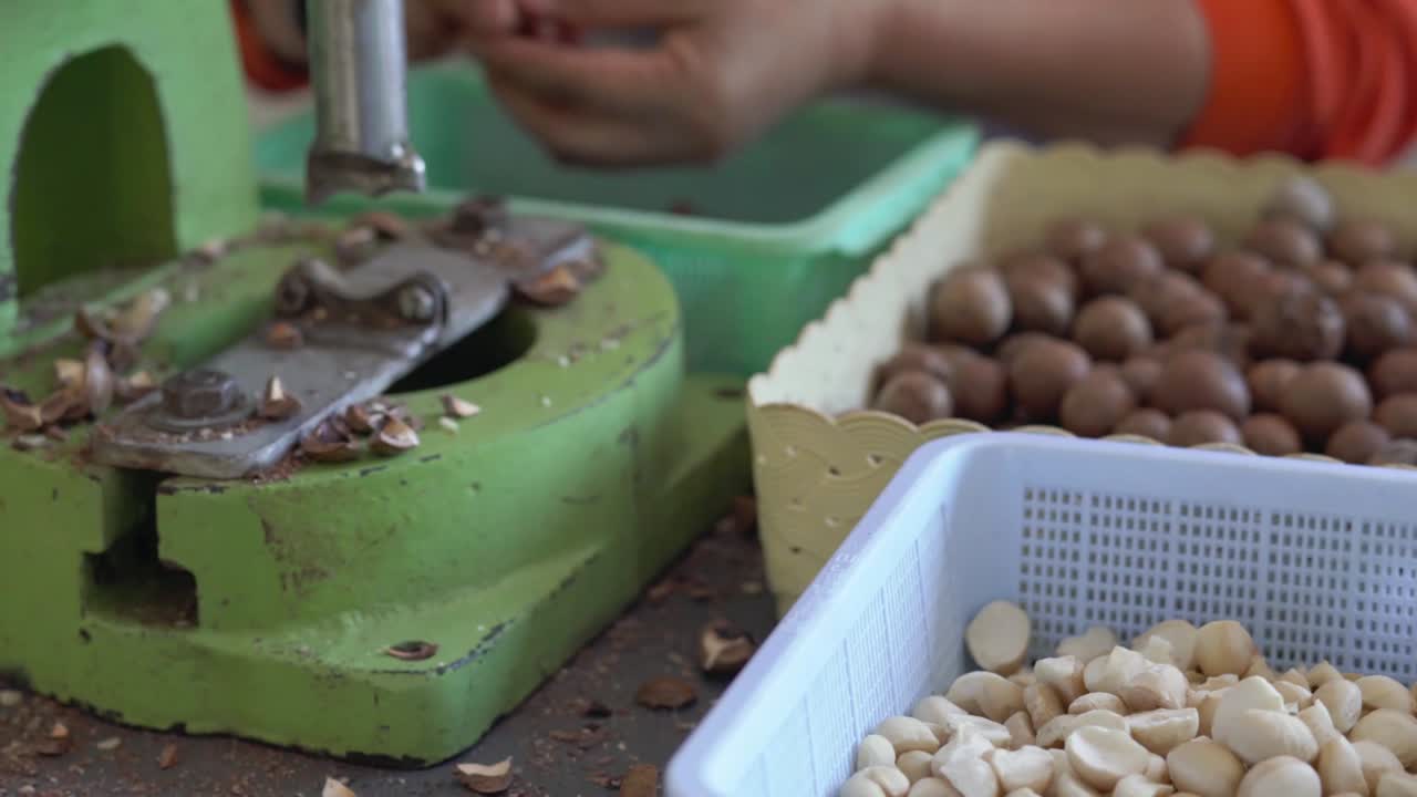 un agricultor está rompiendo la cáscara de la nuez de macadamia usando una máquina para romper nueces