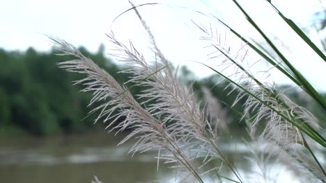 Las-Flores-De-Otoño-Están-Floreciendo-A-Orillas-Del-Río