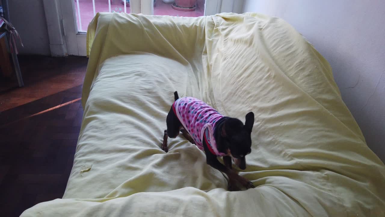 귀여운 미니 개 작은 애완동물이 소파에 뛰어들어 선니 히피 하우스에서 주인을 환영합니다.