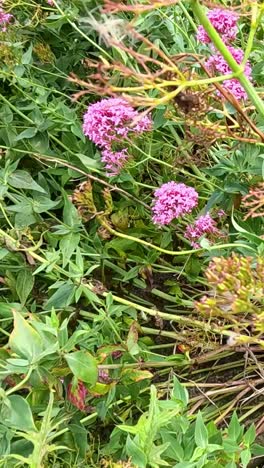 vibrant pink flowers near a coastal area