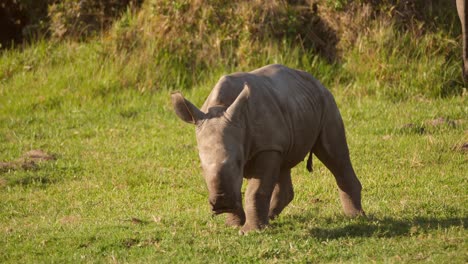 front view of a baby rhino sitting down and chewing grass