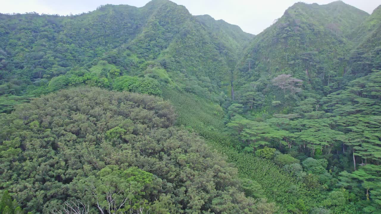 imágenes aéreas de la densa selva verde cubierta de montañas en la isla de oahu hawai como conduce a la muy alta cascada empinada, mao'a cae enclavado entre las montañas