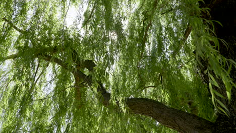 Gimbal-In-Zeitlupe-Unter-Der-Trauerweide,-Während-Die-Sonne-Durch-Die-Blätter-Bricht