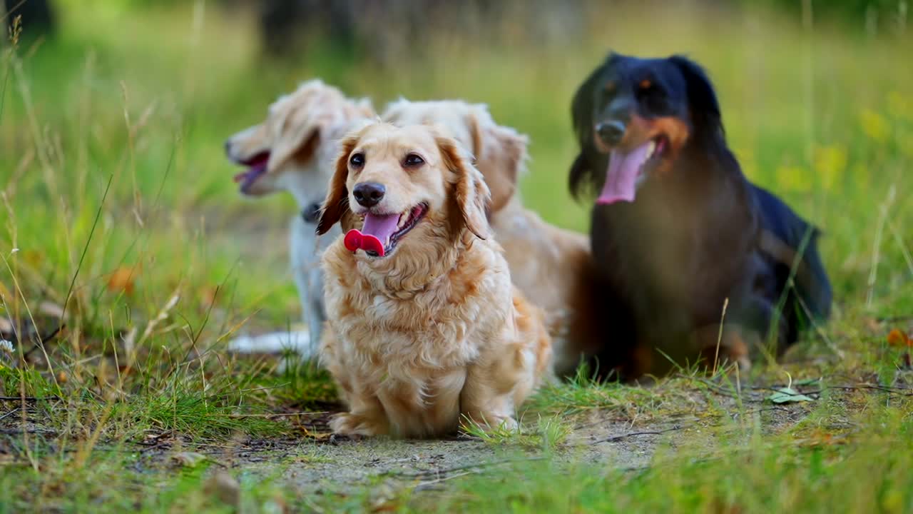 Domestic dogs in nature. Beautiful dachshund dogs rest on grass in summer time. Portrait of pet dogs of different colors with sticking out tongues outdoors. Close-up.