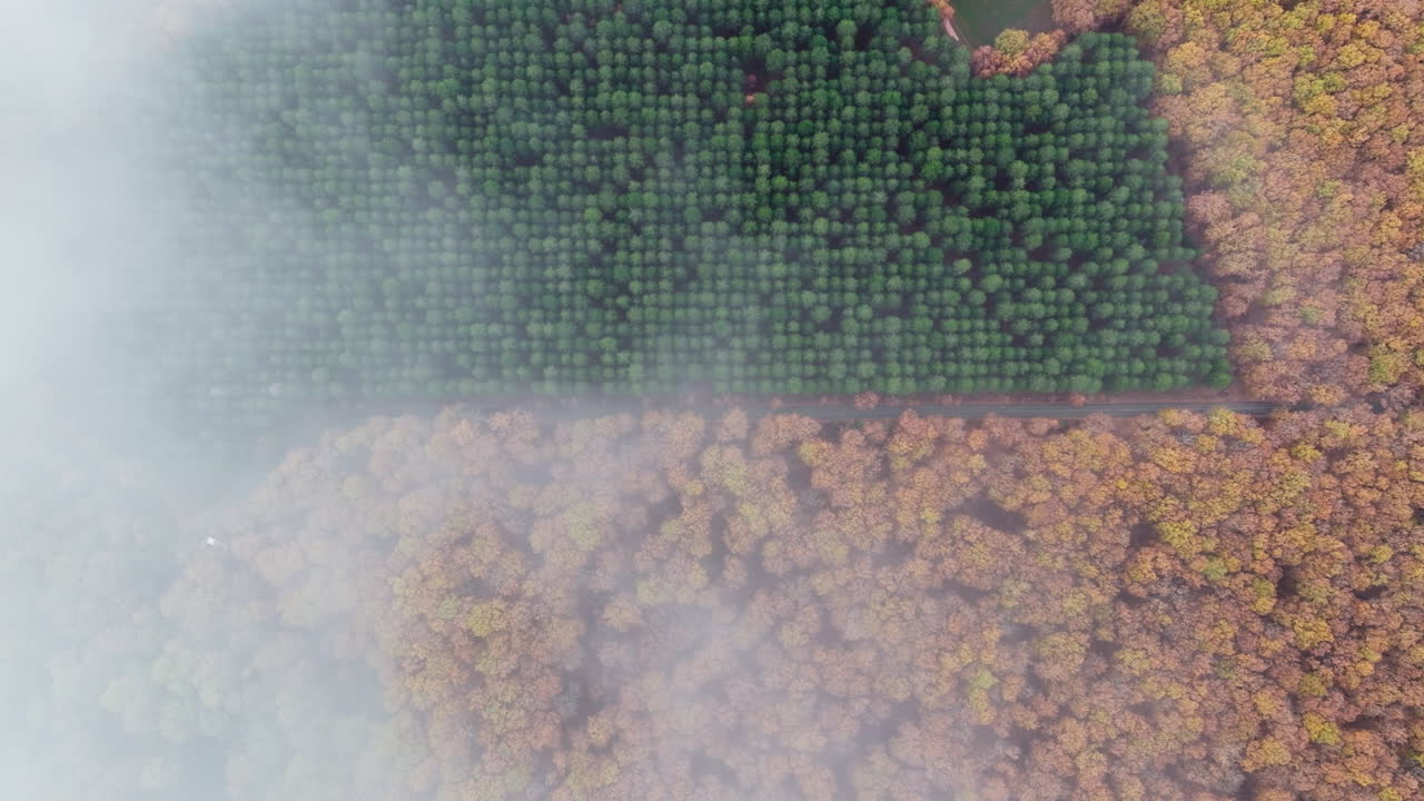 revelando el bosque de robles foloi a través de las nubes durante el otoño, pinos negros y robles en la temporada de otoño, un coche conduciendo a través del paisaje pintoresco del bosque de árboles de roble, provincia de elis, toma aérea de un avión no tripulado