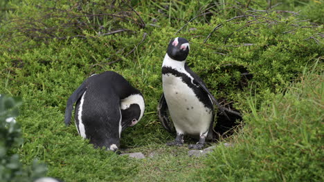 African-penguin-,-or-Cape-penguin,-preening-feathers-while-standing-between-shrubs