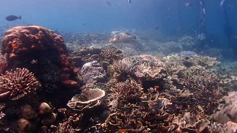 Schwimmen-Sie-Neben-Einem-Steg-Und-Durch-Ein-Wunder-Aus-Korallen-Und-Fischen