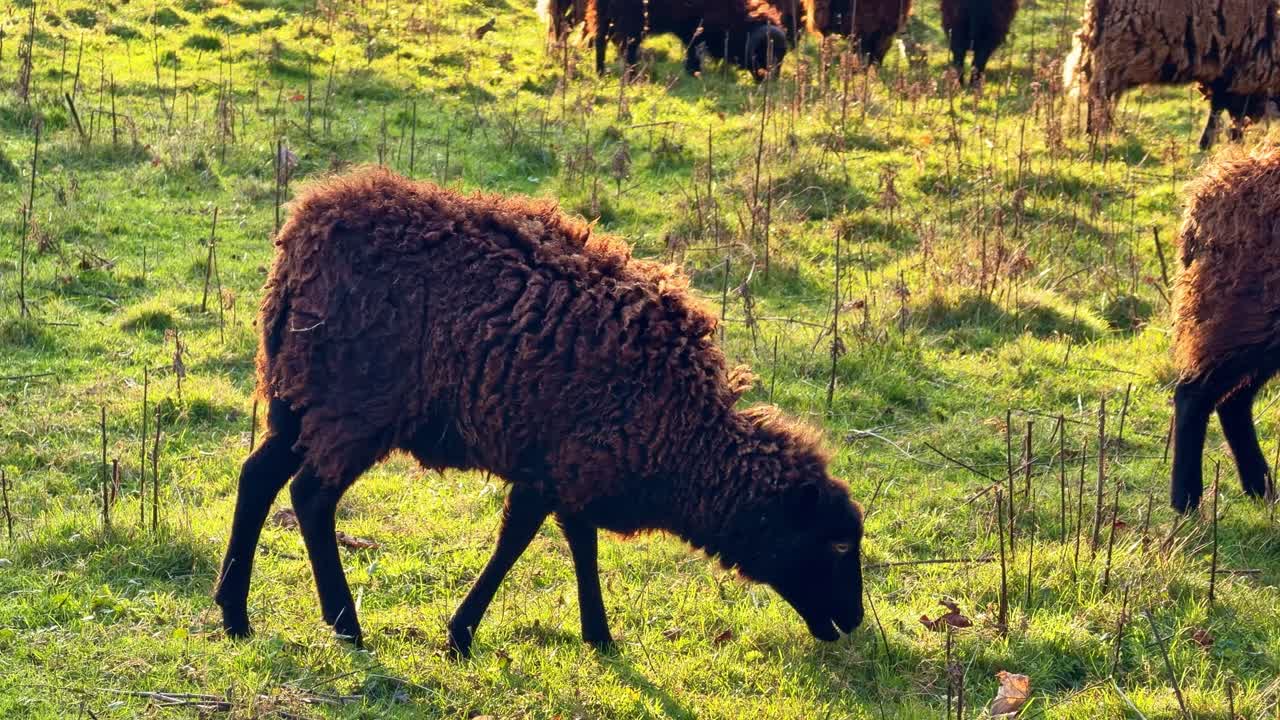 Primo piano di una pecora marrone al pascolo in un campo verde illuminato dal sole. Altre pecore sono visibili sullo sfondo. Ideale per concetti di agricoltura, natura e allevamento.