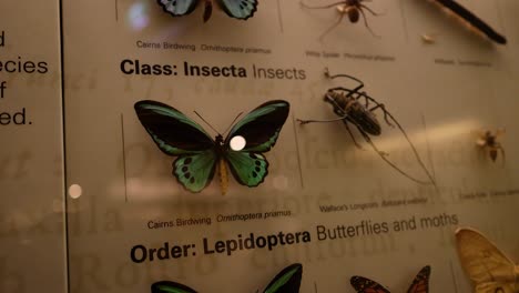 exhibit showcasing various insects and butterflies