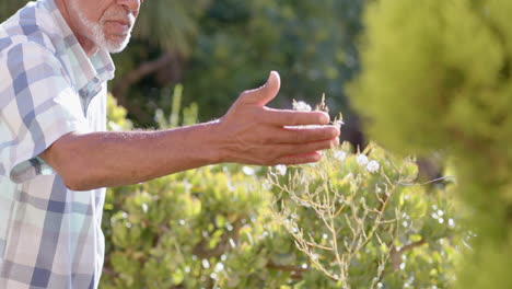 elderly man gently touching plant in garden, appreciating nature's beauty