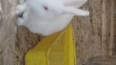 white rabbits drinking