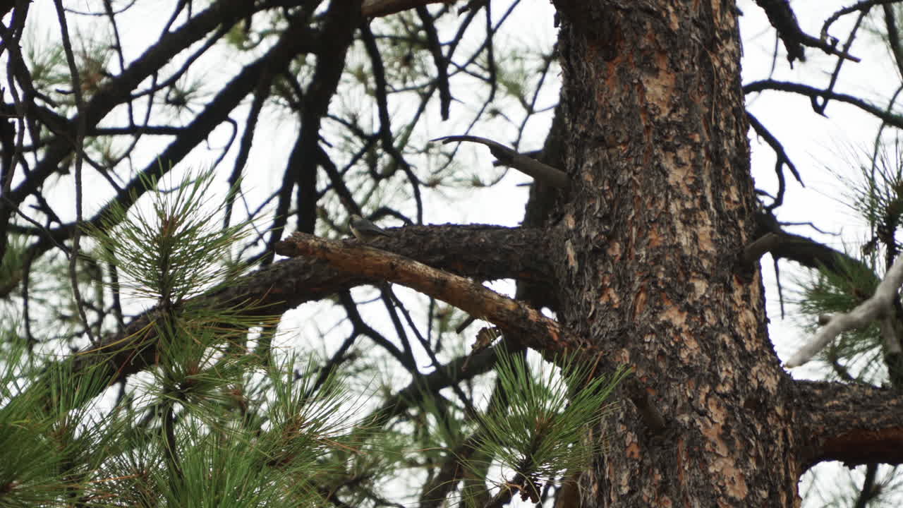 A bird sits on a tree branch and pecks at insects.
