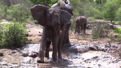 detail of young elephant wallowing at waterhole